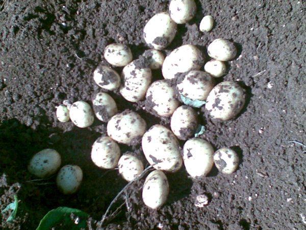 patates